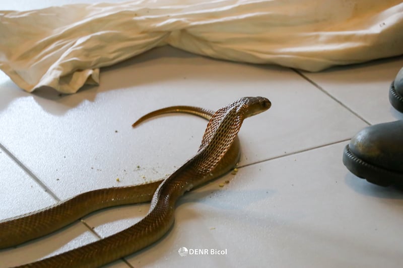 Two endemic snake species rescued, released in Albay