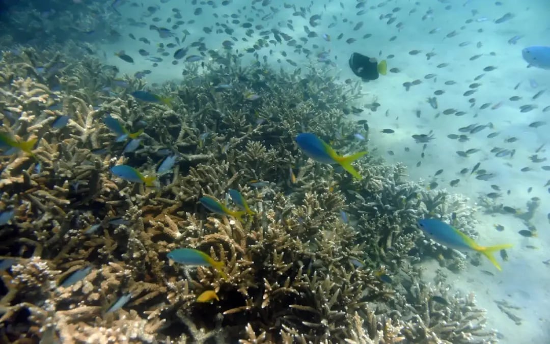 Restoring sea floor after mining may not be possible, researchers warn