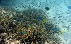 Restoring sea floor after mining may not be possible, researchers warn