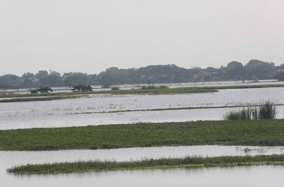 Flooded rice field at the Candaba Viaduct on 5 August 2023.