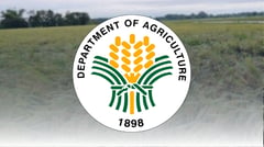 DA eyes millet to cut livestock feed costs
