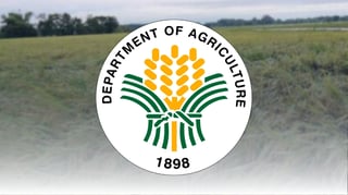 DA eyes millet to cut livestock feed costs