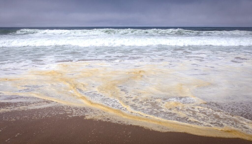 Toxic algae bloom lingers off Australia