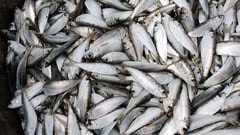 Agencies step up tawilis protection campaign