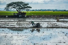 Storm damage pushes agriculture losses to P1.73B