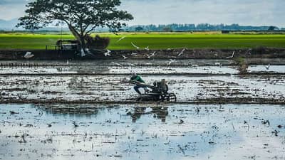 Farmers in seven regions across the country suffered losses as a result of tropical storm ‘Crising’ totaling as much as P134.66 million as of Tuesday morning, up sharply from the P96.9 million reported just a day earlier.