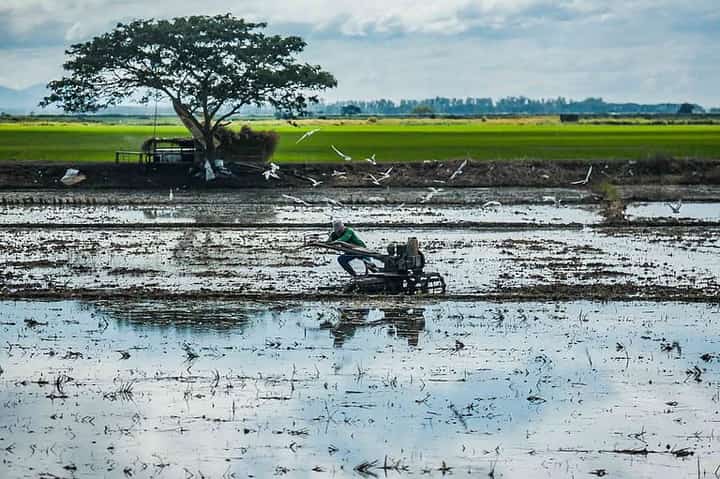 PCIC prepares P36 million for storm-hit farmers