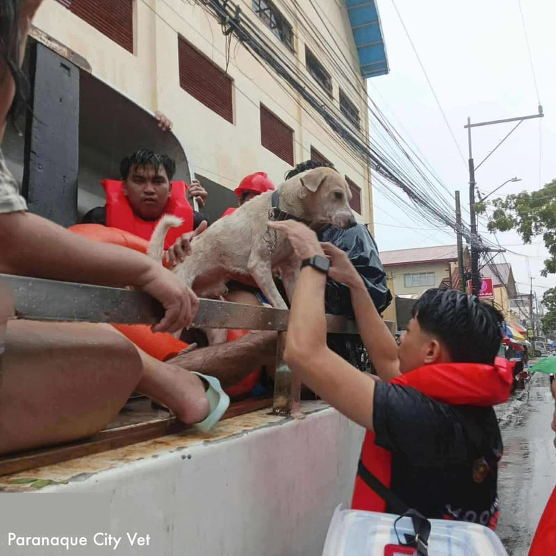 How to take care of fur babies during calamities