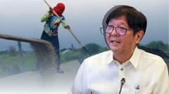 Address falling palay prices, Marcos urged