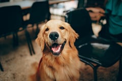 PAWs fur pic! Happy dog photography day! 