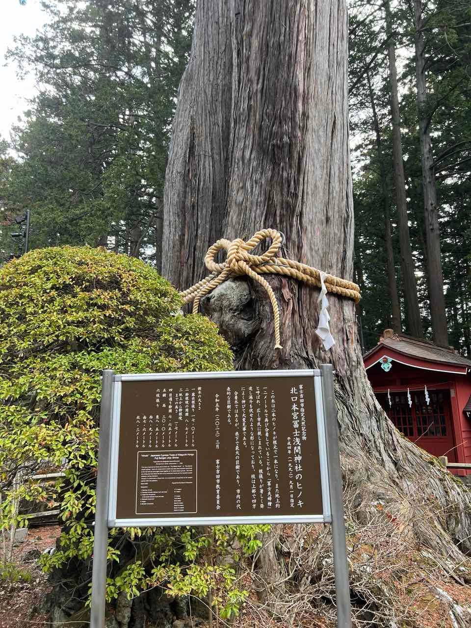 The Thousand-Year Tree in the sacred grounds.
