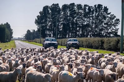 Kiwi farmers cry 'save our sheep'