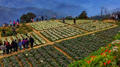 Highland vegetable traders want ‘practical solution’