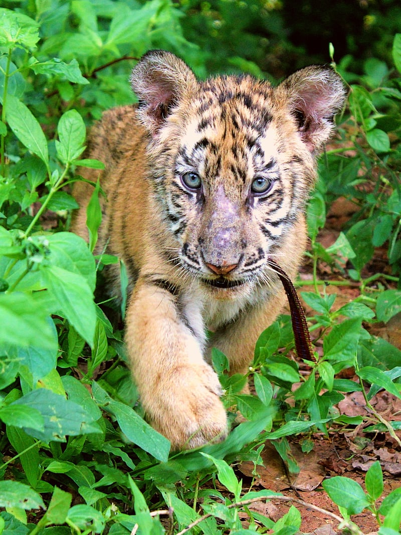 International Tigers Day celebration in Subic Freeport