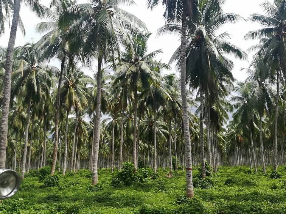 Albay solon praises Marcos for food security, coco levy amendment focus