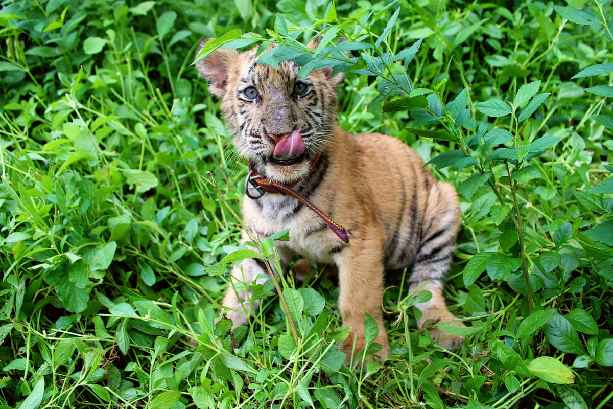 In celebration of International Tiger Day, a tiger cub plays on the grass at the compound of the Zoobic Safari Theme Park in Subic Bay Freeport. The theme park has more or less 50 tigers in its enclosure, including tiger cubs, as the company races to conserve the species despite not being native to Subic Bay Freeport.
The theme park also has breeding programs that follow global standards to help maintain genetic diversity. They are also conducting education and awareness thru tours, talks, and interactive exhibits, that educate thousands of visitors every year about the importance of tiger conservation and how small actions can lead to big changes.