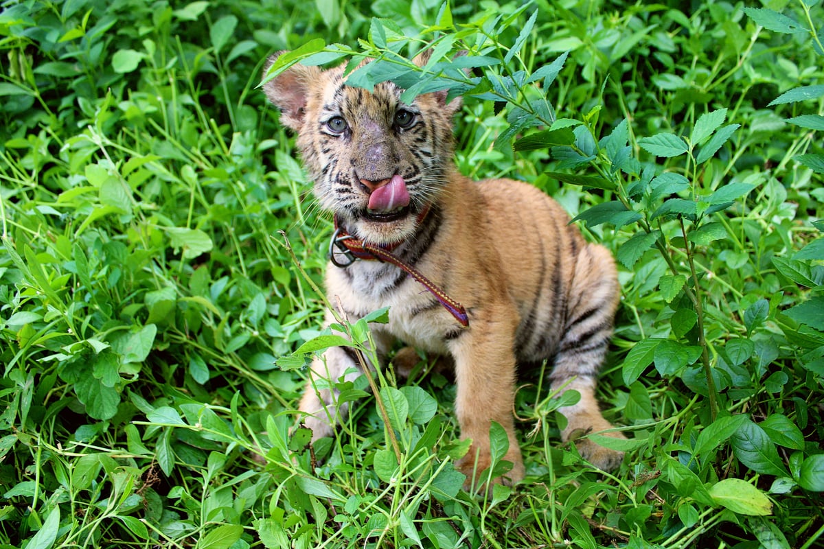 In celebration of International Tiger Day, a tiger cub plays on the grass at the compound of the Zoobic Safari Theme Park in Subic Bay Freeport. The theme park has more or less 50 tigers in its enclosure, including tiger cubs, as the company races to conserve the species despite not being native to Subic Bay Freeport.
The theme park also has breeding programs that follow global standards to help maintain genetic diversity. They are also conducting education and awareness thru tours, talks, and interactive exhibits, that educate thousands of visitors every year about the importance of tiger conservation and how small actions can lead to big changes.