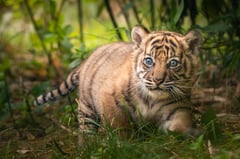 Celebrating International Tiger Day!