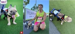 Tiny dog, big spirit: Liit the Frenchie inspires at EastWest Dream Run