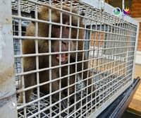 Endangered long-tailed macaque rescued