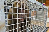 Endangered long-tailed macaque rescued