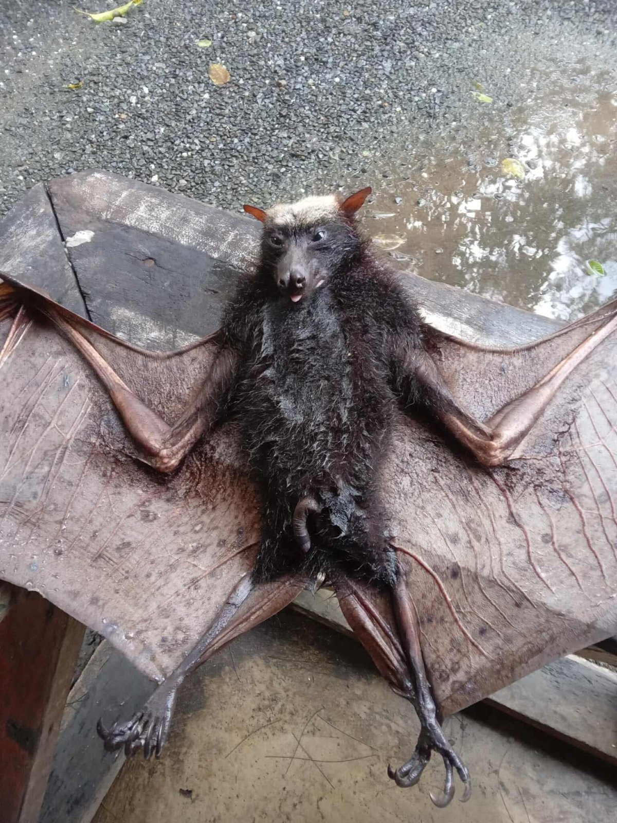 Bat causes Masinloc outage
