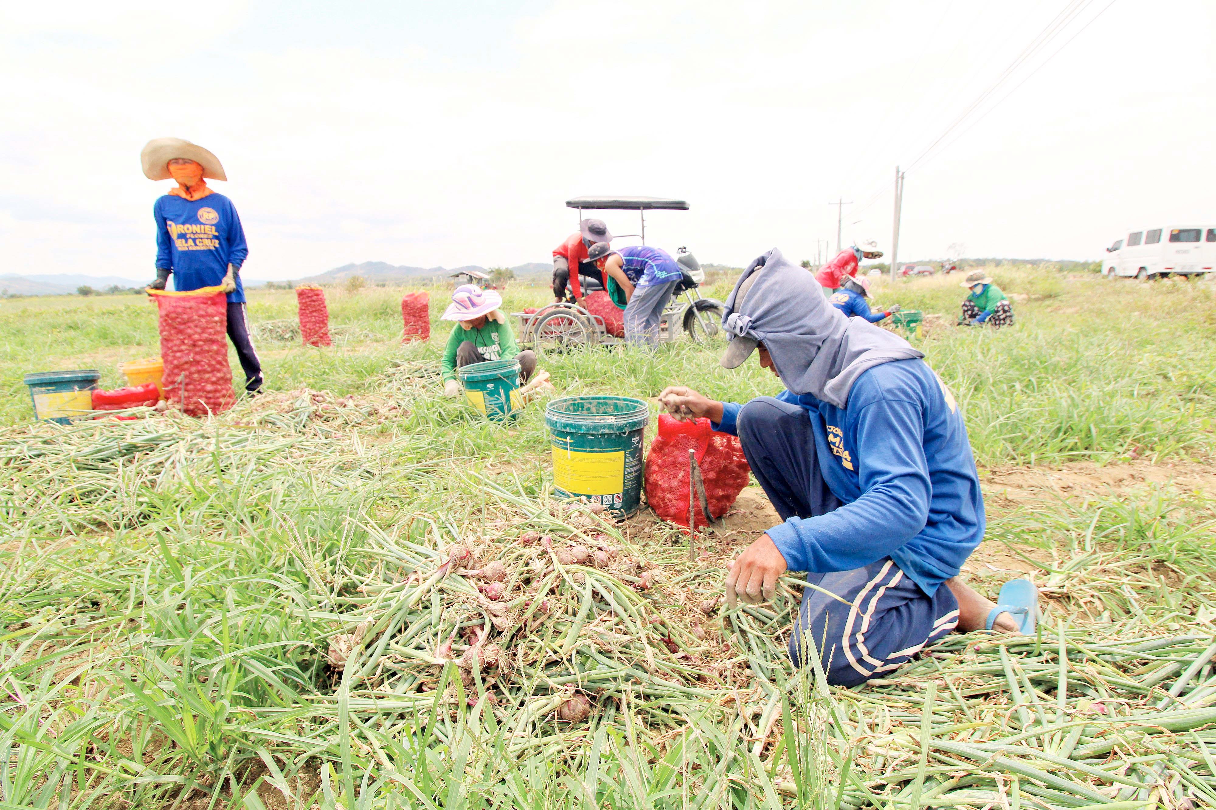 Nueva Ecija eyes first crop processing plant