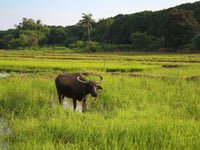 Central Luzon coconut, carabao sectors undergo climate resilience assessment
