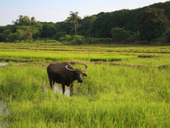 Central Luzon coconut, carabao sectors undergo climate resilience assessment