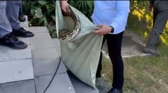 PAF personnel safe after snake bite