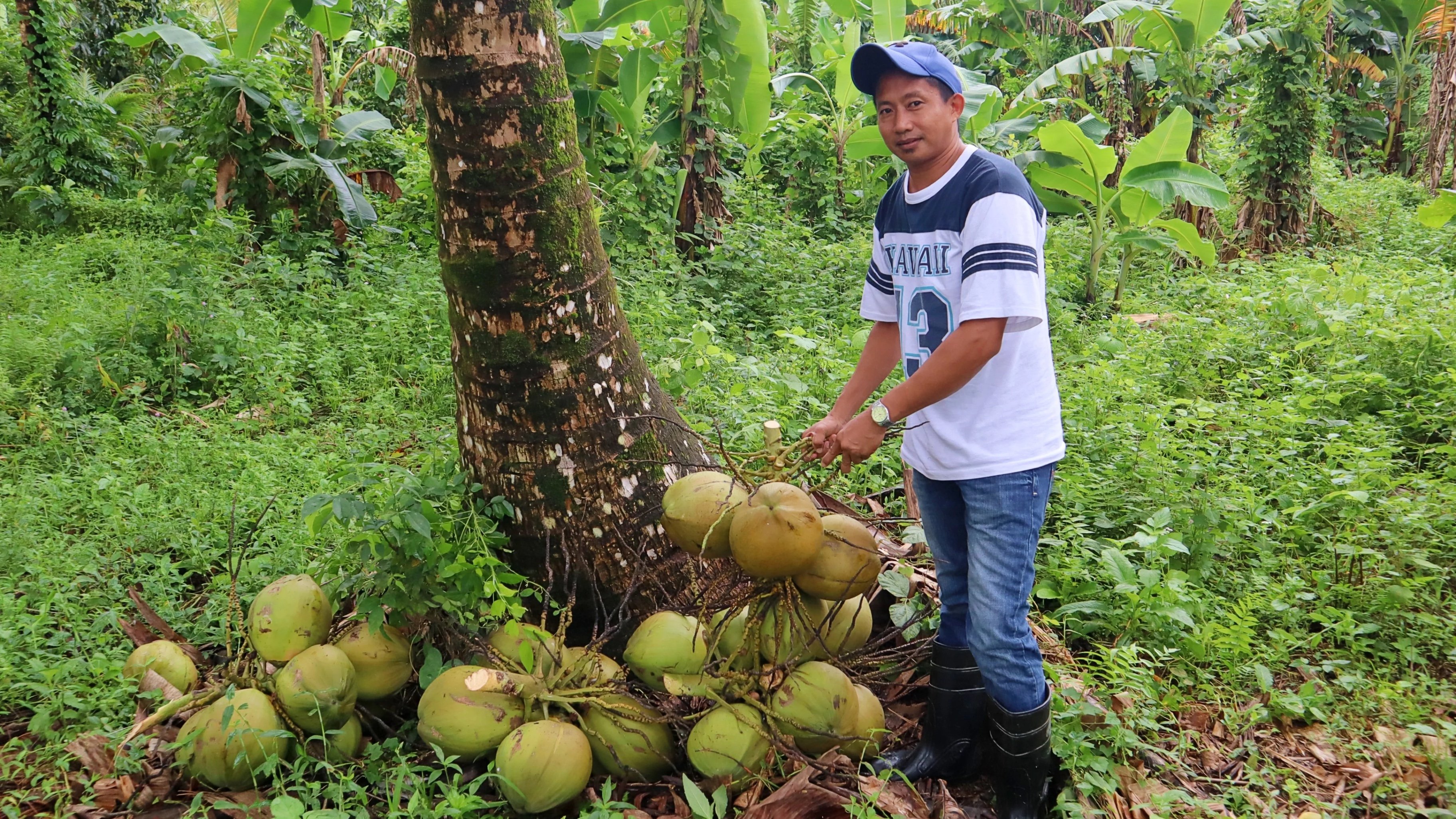 DA pushes revamp of Coconut Trust Fund to revive P80-B industry