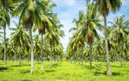 ‘Murang Langis’ bill risks coco farmers income