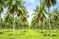 ‘Murang Langis’ bill risks coco farmers income