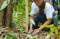 Sta. Clara marks Golden Jubilee
with watershed tree-planting drive