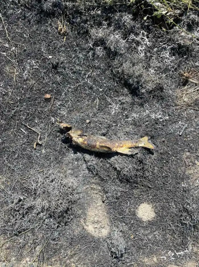 Bird blamed for fishy Canada fire