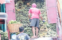 Elderly, pwds get bananas from scammed farmer