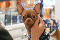 The cutest Glorietta 'guard' dog