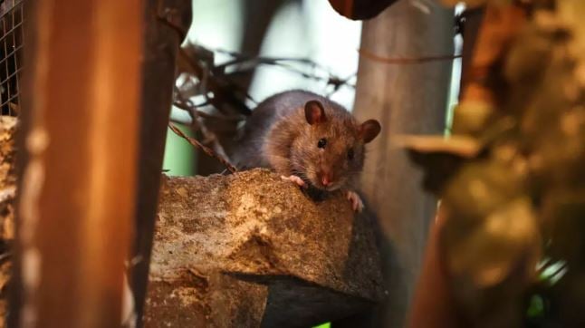 New York declares war vs rats