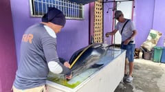 Fraser’s dolphin dies along MisOr coast