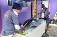 A Fraser’s dolphin is found early Friday morning along the shoreline of Purok 3, San Vicente, Casinglot, Tagoloan, Misamis Oriental. Reports said the dolphin appeared weak and in distress before it eventually died.