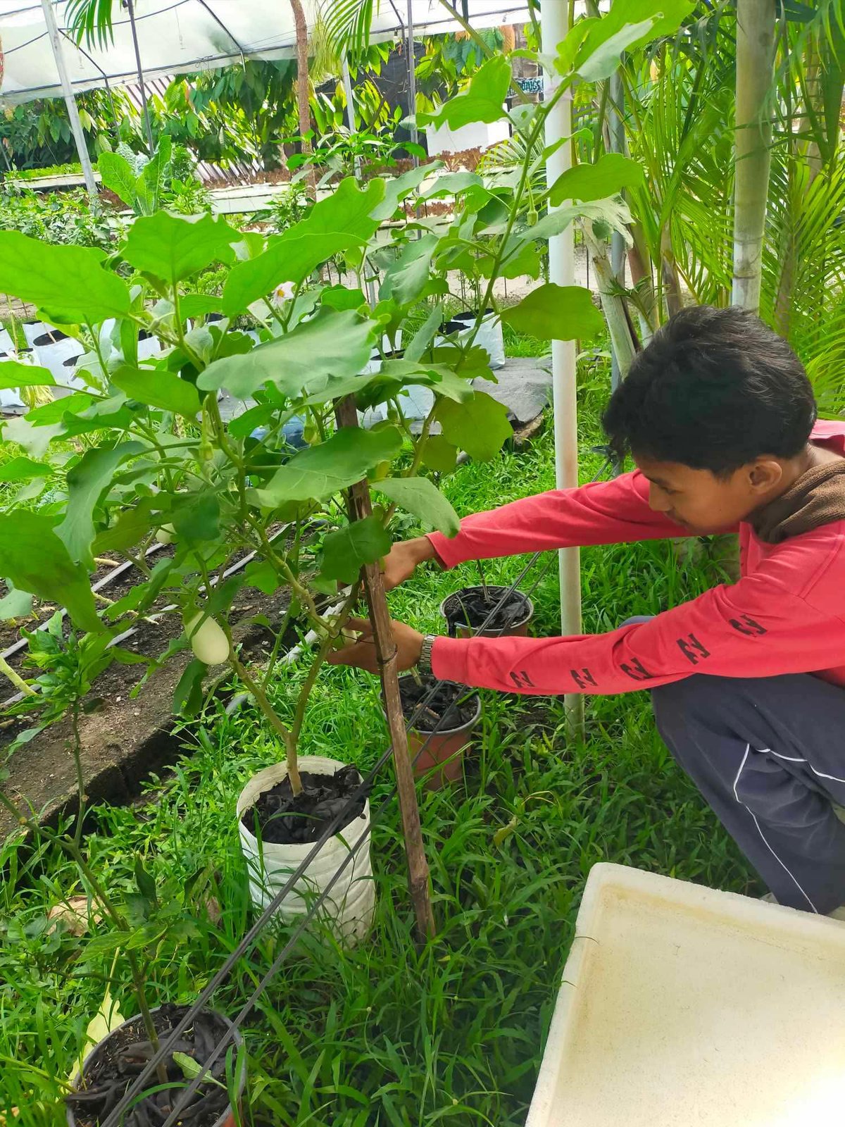 DOLE extends P400K grant to Koronadal urban farm