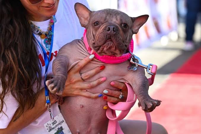 Petunia wins World’s Ugliest Dog 2025
