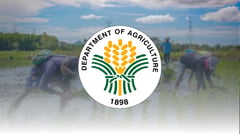 Bountiful rice harvest seen boosting rural sector