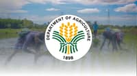 Bountiful rice harvest seen boosting rural sector