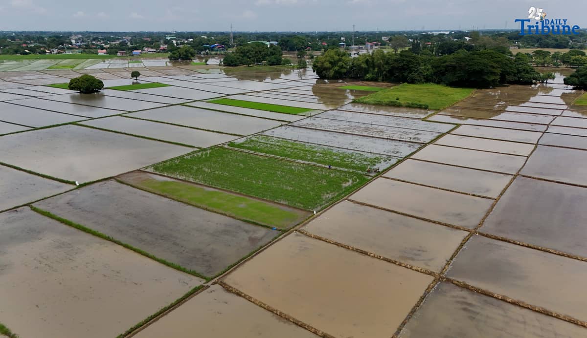 (August 13 2025) Farmers was seen operating the small tractor to remove grass at the rice field in Bulacan on Wednesday August 13 2025. “To protect local farmers reeling from low palay prices during this current harvest season, President Ferdinand Marcos Jr. announced the suspension of all rice importation for 60 days beginning Sept. 1, 2025,” Presidential Communications Office (PCO) Secretary Dave M. Gomez said in a statement. Photo/Analy Labor