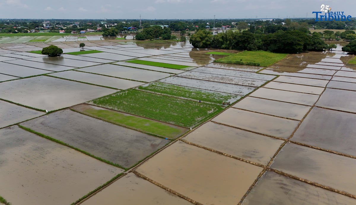 (August 13 2025) Farmers was seen operating the small tractor to remove grass at the rice field in Bulacan on Wednesday August 13 2025. “To protect local farmers reeling from low palay prices during this current harvest season, President Ferdinand Marcos Jr. announced the suspension of all rice importation for 60 days beginning Sept. 1, 2025,” Presidential Communications Office (PCO) Secretary Dave M. Gomez said in a statement. Photo/Analy Labor