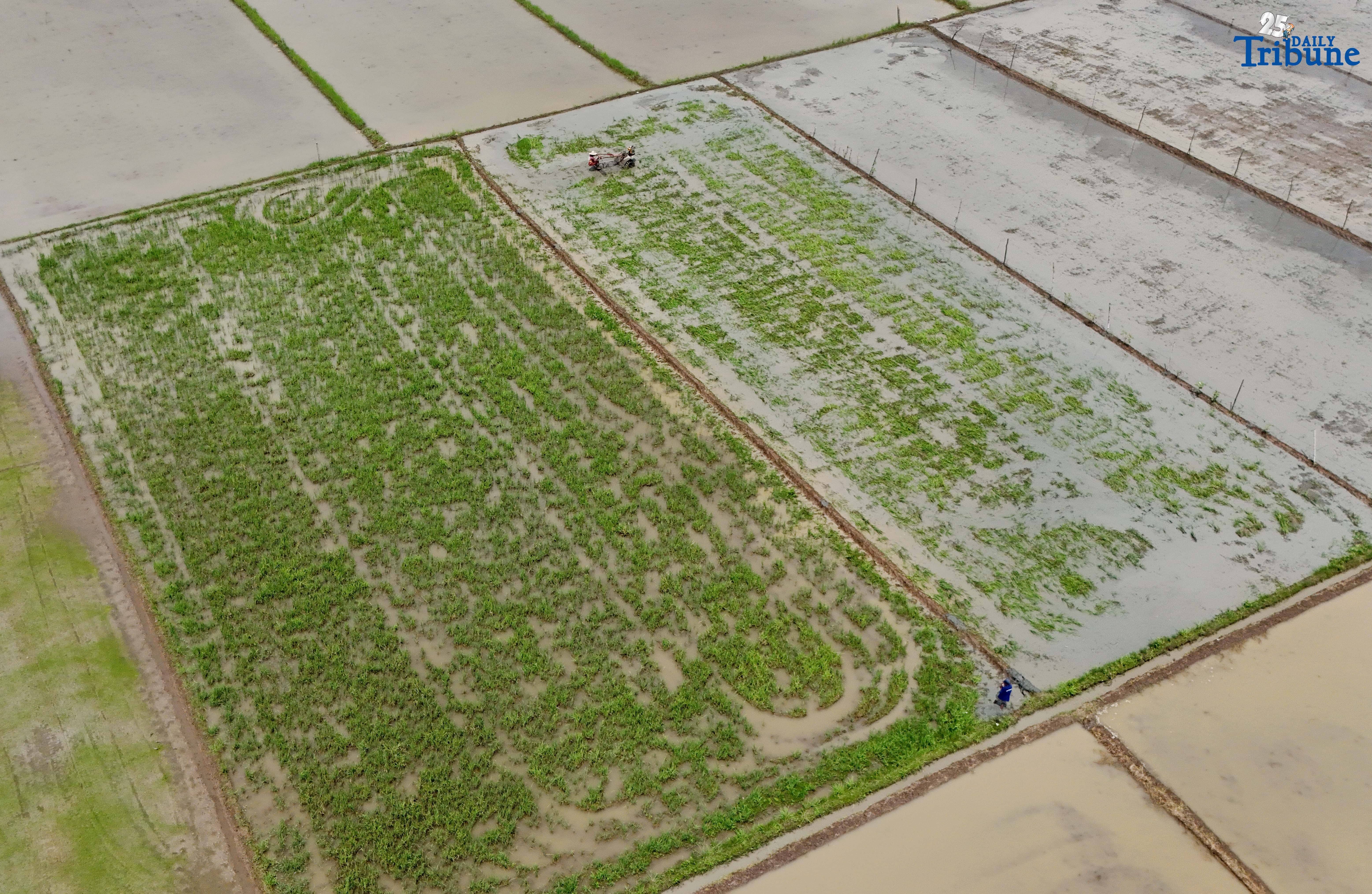 Farmers rice field 