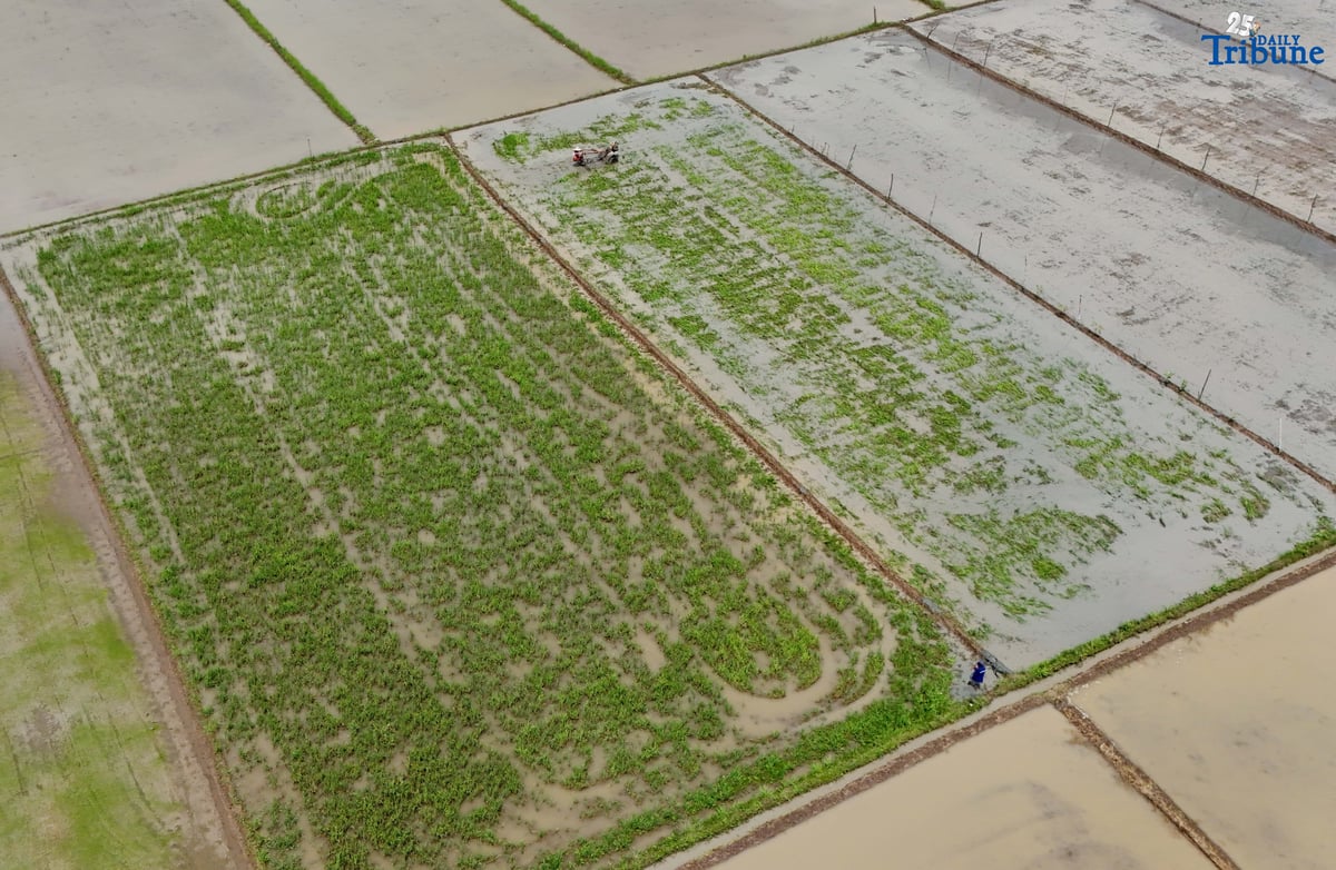 Farmers rice field