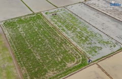 Farmers rice field