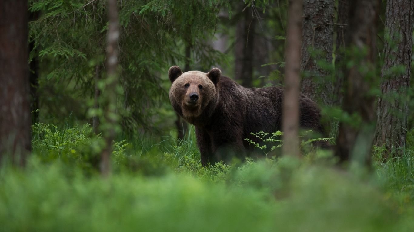 Brown bear drags hiker into Japanese forest
